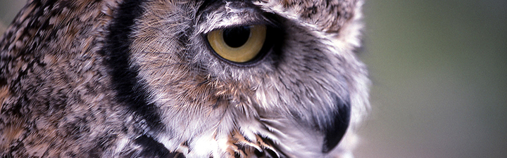 Great Horned Owl - Yellowstone National Park